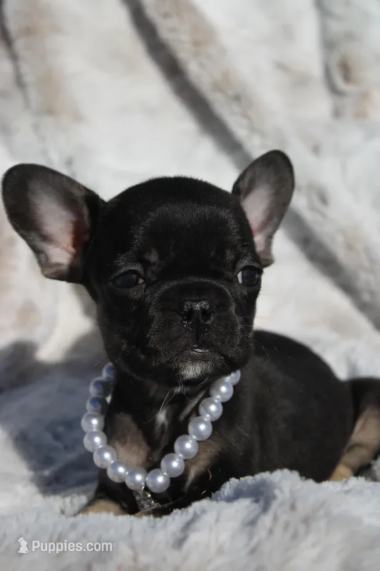 Rex – French Bulldog puppy for sale in Port St. Lucie, FL