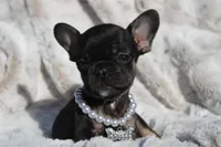 Rex, a male French Bulldog for sale in Port St. Lucie, FL – Photo 3 of 5