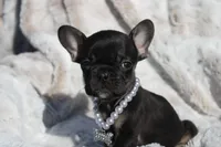 Rex, a male French Bulldog for sale in Port St. Lucie, FL – Photo 4 of 5