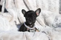 Rex, a male French Bulldog for sale in Port St. Lucie, FL – Photo 2 of 5