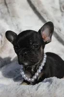 Rex, a male French Bulldog for sale in Port St. Lucie, FL – Photo 5 of 5