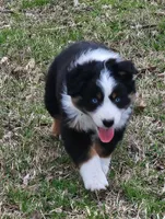 Princess, a female Australian Shepherd for sale in Antlers, OK – Photo 1 of 4