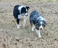 Princess, a female Australian Shepherd for sale in Antlers, OK – Photo 4 of 4
