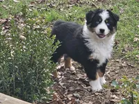 Princess, a female Australian Shepherd for sale in Antlers, OK – Photo 2 of 4