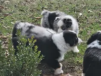 Princess, a female Australian Shepherd for sale in Antlers, OK – Photo 3 of 4
