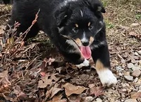 Cowgirl, a female Australian Shepherd for sale in Antlers, OK – Photo 2 of 3