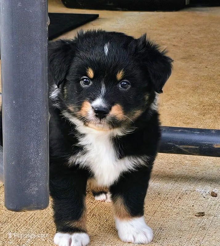Cowgirl, a female Australian Shepherd for sale in Antlers, OK – Photo 1 of 3