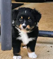 Cowgirl, a female Australian Shepherd for sale in Antlers, OK – Photo 1 of 3