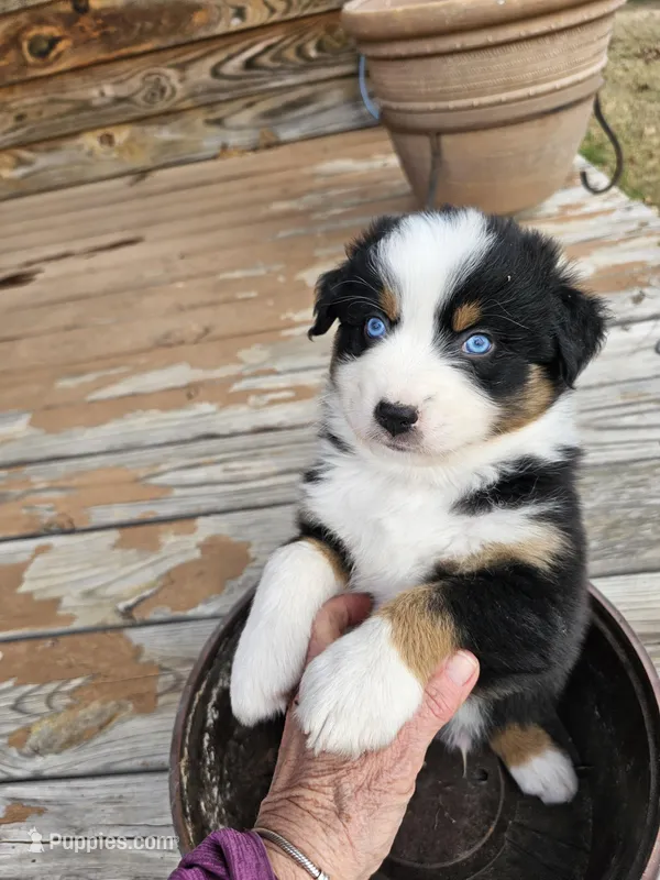 Azul, a male Australian Shepherd for sale in Antlers, OK – Photo 1 of 1