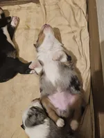 Calico, a female Australian Shepherd for sale in Antlers, OK – Photo 2 of 3