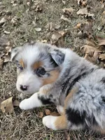 Calico, a female Australian Shepherd for sale in Antlers, OK – Photo 3 of 3