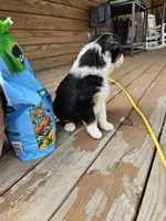 Blue Eyez, a male Australian Shepherd for sale in Antlers, OK – Photo 3 of 3