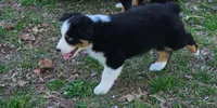 Blue Eyez, a male Australian Shepherd for sale in Antlers, OK – Photo 2 of 3