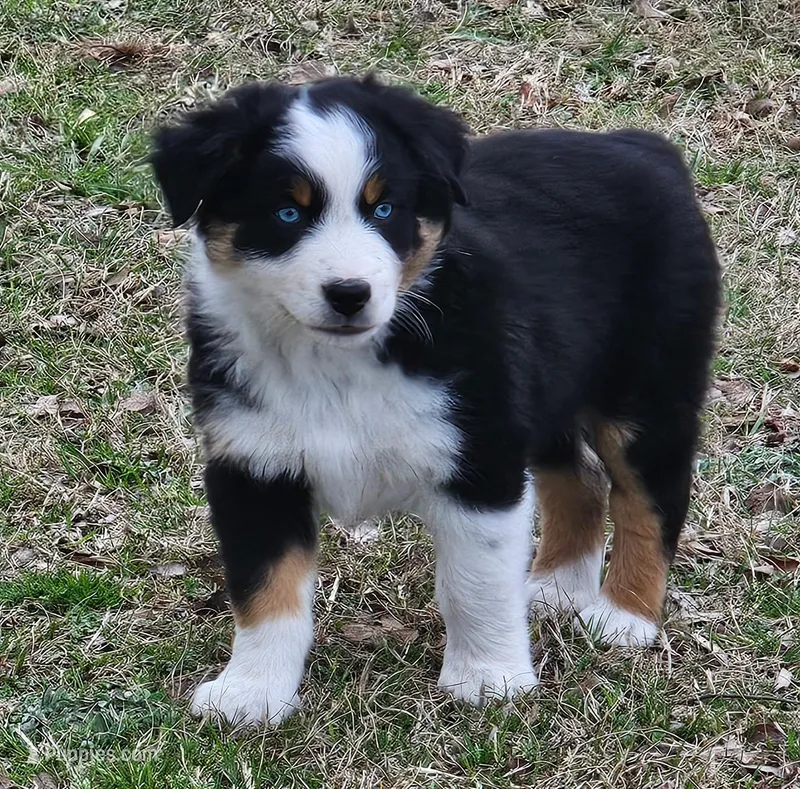 Blue Eyez – Australian Shepherd puppy for sale in Antlers, OK