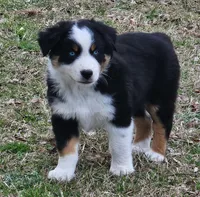Blue Eyez, a male Australian Shepherd for sale in Antlers, OK – Photo 1 of 3