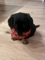 Kia, a male Miniature Dachshund for sale in Narvon, PA – 1 of 5