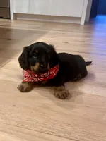 Kia, a male Miniature Dachshund for sale in Narvon, PA – 3 of 5