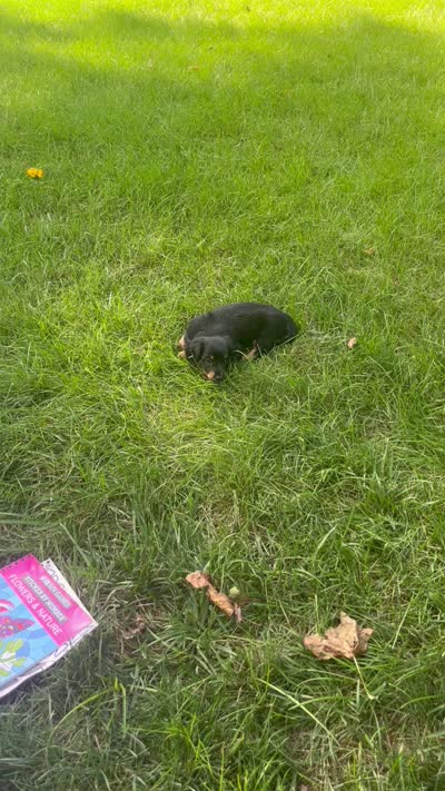 Cress, a male Miniature Dachshund for sale in Narvon, PA – 5 of 5