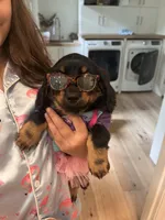 Kia, a male Miniature Dachshund for sale in Narvon, PA – 4 of 5