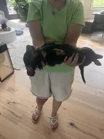 Adena, a female Dachshund for sale in Narvon, PA – 3 of 6