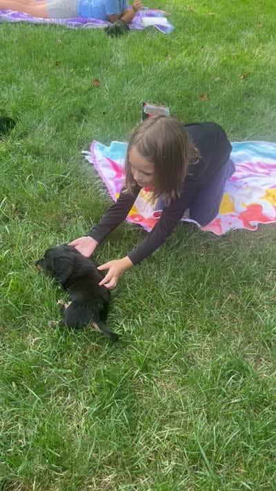 Okami, a male Miniature Dachshund for sale in Narvon, PA – 7 of 7