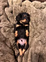 Okami, a male Miniature Dachshund for sale in Narvon, PA – 5 of 7