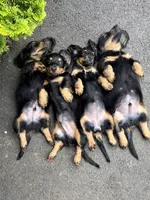 Okami, a male Miniature Dachshund for sale in Narvon, PA – 6 of 7