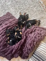 Okami, a male Miniature Dachshund for sale in Narvon, PA – 4 of 7
