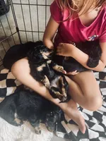 Cress, a male Miniature Dachshund for sale in Narvon, PA – 3 of 5