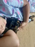 Cress, a male Miniature Dachshund for sale in Narvon, PA – 2 of 5