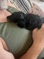 Adena, a female Dachshund for sale in Narvon, PA – 2 of 6