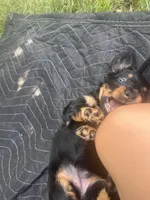 Adena, a female Dachshund for sale in Narvon, PA – 4 of 6
