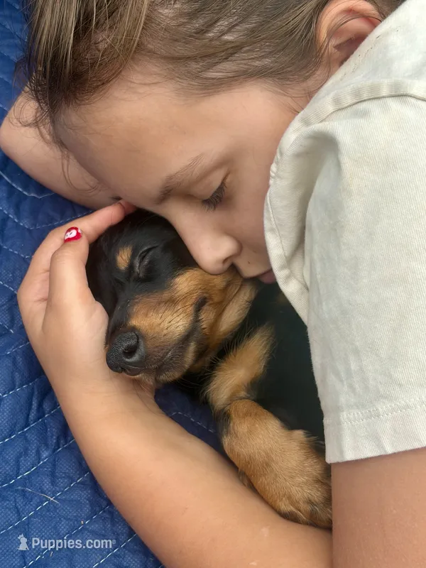 Okami – Miniature Dachshund puppy for sale in Narvon, PA