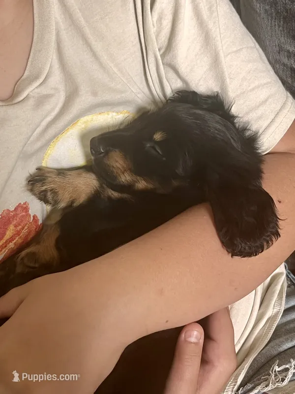 Cress – Miniature Dachshund puppy for sale in Narvon, PA