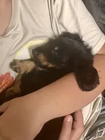 Cress, a male Miniature Dachshund for sale in Narvon, PA – 1 of 5