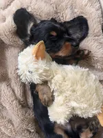 Okami, a male Miniature Dachshund for sale in Narvon, PA – 3 of 7