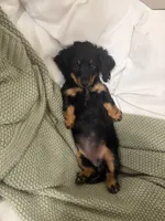 Adena, a female Dachshund for sale in Narvon, PA – 6 of 6