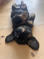 Kia, a male Miniature Dachshund for sale in Narvon, PA – 2 of 5