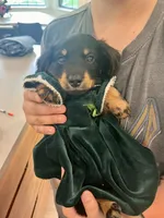 Cress, a male Miniature Dachshund for sale in Narvon, PA – 4 of 5