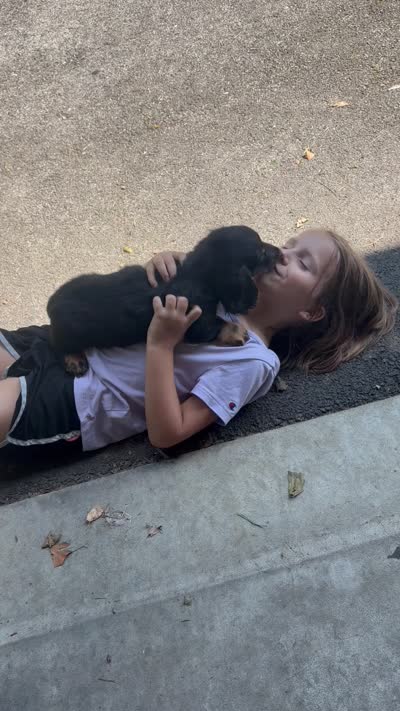 Kia, a male Miniature Dachshund for sale in Narvon, PA – 5 of 5