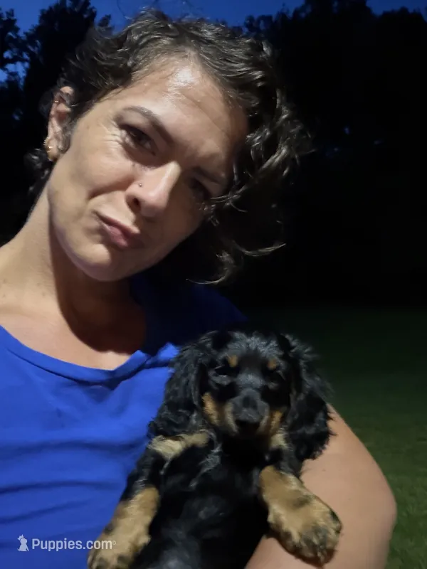Adena – Dachshund puppy for sale in Narvon, PA