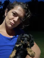 Adena, a female Dachshund for sale in Narvon, PA – 1 of 6