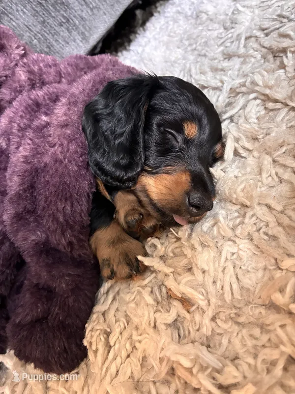 Okami – Miniature Dachshund puppy for sale in Narvon, PA