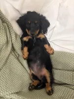 Adena, a female Dachshund for sale in Narvon, PA – 5 of 6