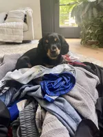 Okami, a male Miniature Dachshund for sale in Narvon, PA – 2 of 7