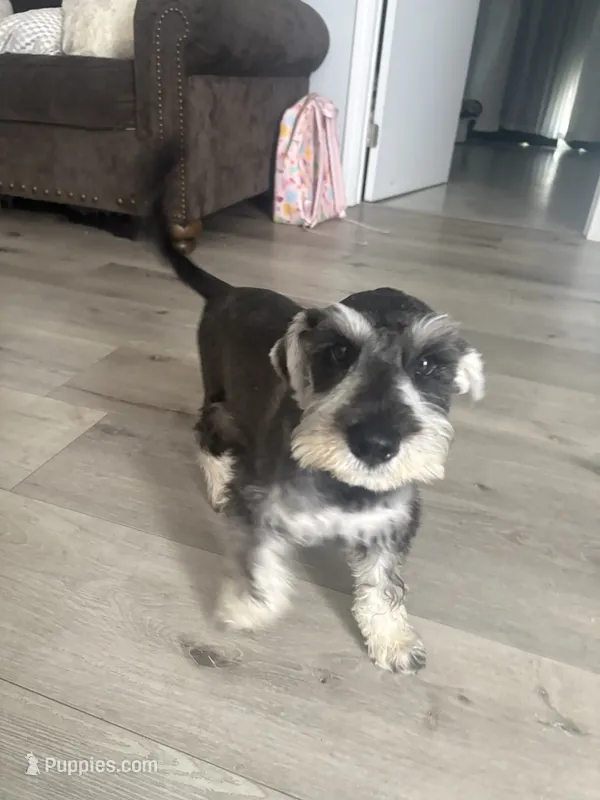 Max – Miniature Schnauzer puppy for sale in San Diego, CA