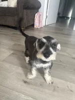 Max, a male Miniature Schnauzer for sale in San Diego, CA – 1 of 5
