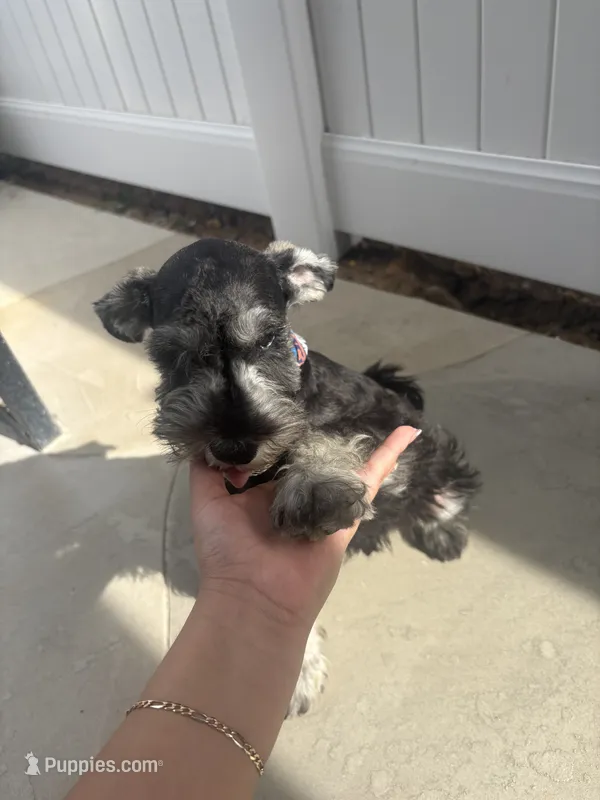 Charlie  – Miniature Schnauzer puppy for sale in San Diego, CA