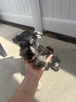 Charlie , a male Miniature Schnauzer for sale in San Diego, CA – 1 of 3