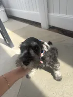 Charlie , a male Miniature Schnauzer for sale in San Diego, CA – 3 of 3